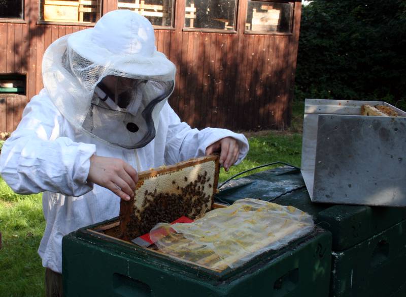 Waben aus dem Honigraum nehmen Waben aus dem Honigraum nehmen